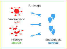 Développement de la mémoire immunitaire