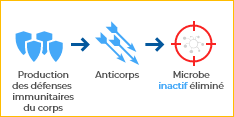 Réaction du système immunitaire en présence du vaccin